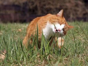 Трава для кошки фото